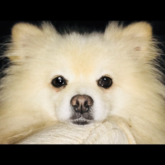 Meet your Posher, Josephine - Picture 1 of 1